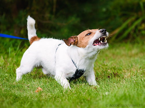 Terrier-mit-Leinenaggression