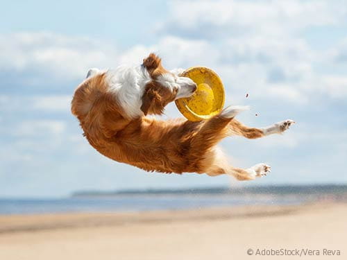Hund-mit-Frisebee-am-Strand